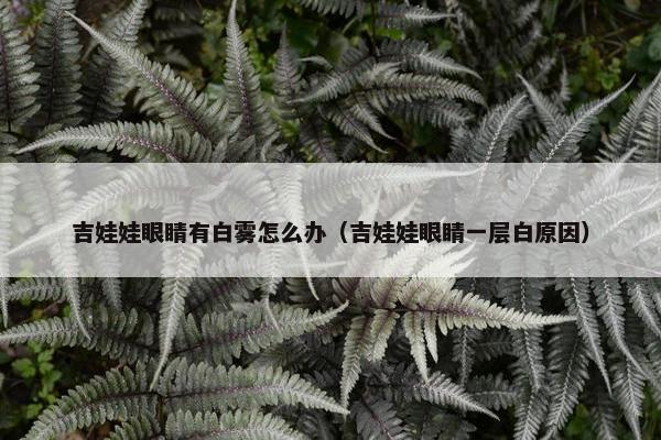 吉娃娃眼睛有白雾怎么办（吉娃娃眼睛一层白原因）