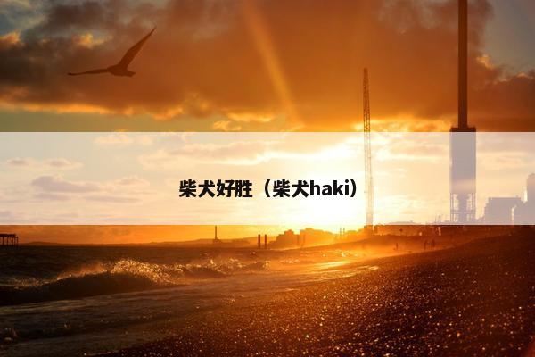 柴犬好胜（柴犬haki）
