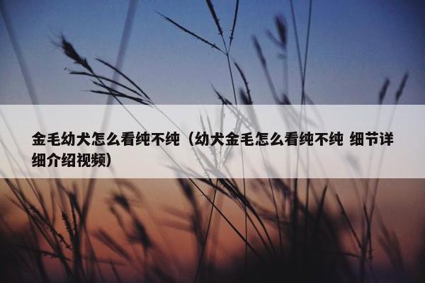 金毛幼犬怎么看纯不纯（幼犬金毛怎么看纯不纯 细节详细介绍视频）
