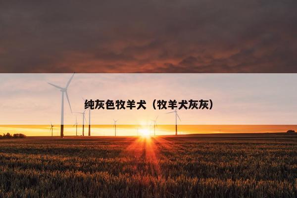 纯灰色牧羊犬（牧羊犬灰灰）