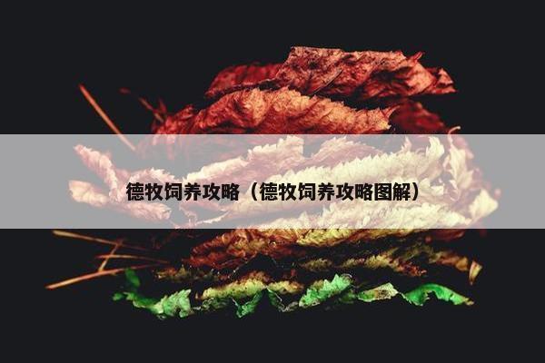 德牧饲养攻略（德牧饲养攻略图解）