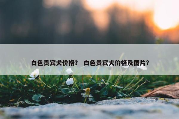 白色贵宾犬价格？ 白色贵宾犬价格及图片？