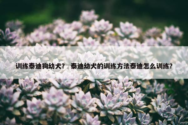 训练泰迪狗幼犬？ 泰迪幼犬的训练方法泰迪怎么训练？