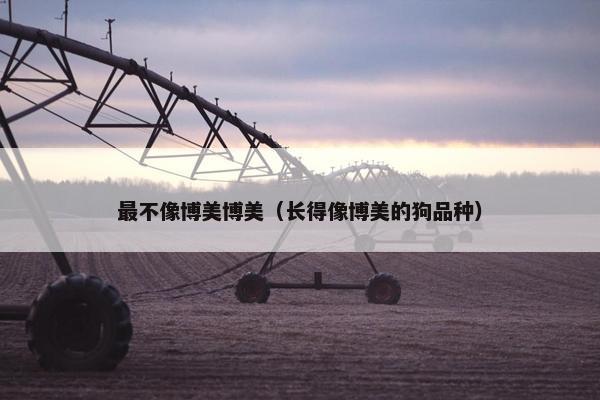 最不像博美博美（长得像博美的狗品种）