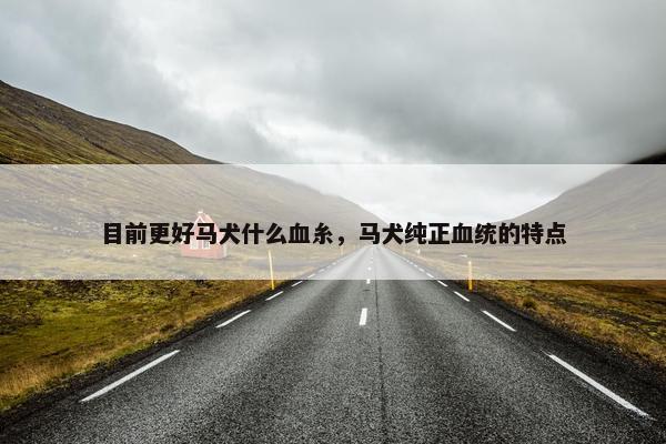 目前更好马犬什么血糸，马犬纯正血统的特点