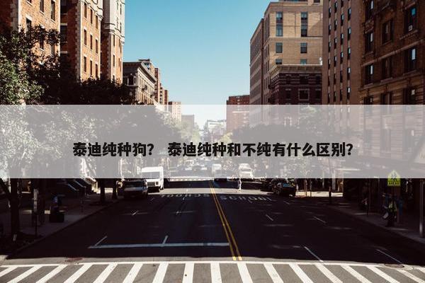 泰迪纯种狗？ 泰迪纯种和不纯有什么区别？