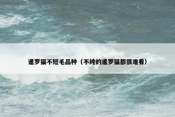 暹罗猫不短毛品种（不纯的暹罗猫都很难看）