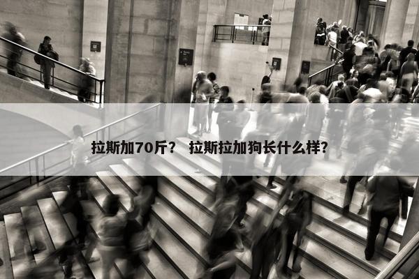 拉斯加70斤？ 拉斯拉加狗长什么样？