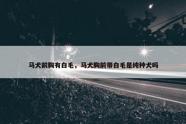 马犬前胸有白毛，马犬胸前带白毛是纯种犬吗