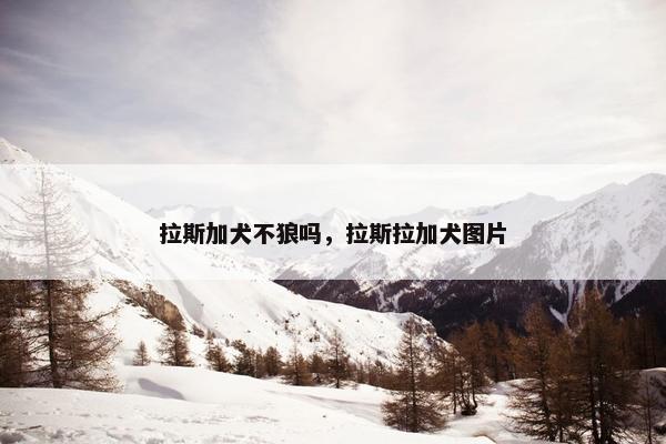 拉斯加犬不狼吗，拉斯拉加犬图片
