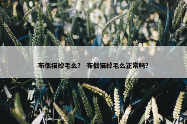 布偶猫掉毛么？ 布偶猫掉毛么正常吗？