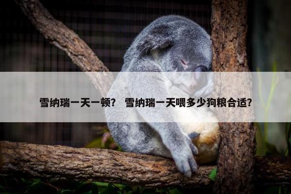 雪纳瑞一天一顿？ 雪纳瑞一天喂多少狗粮合适？