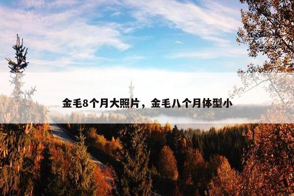 金毛8个月大照片，金毛八个月体型小