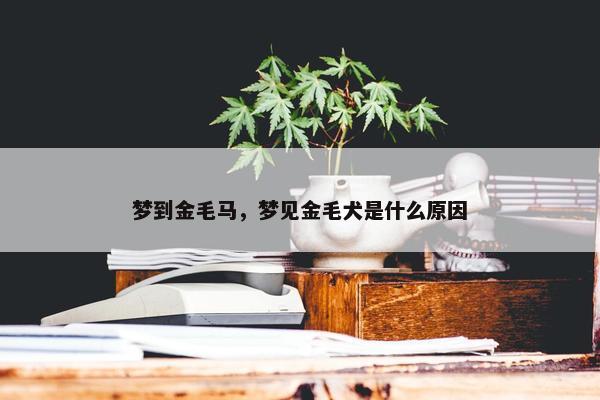 梦到金毛马，梦见金毛犬是什么原因