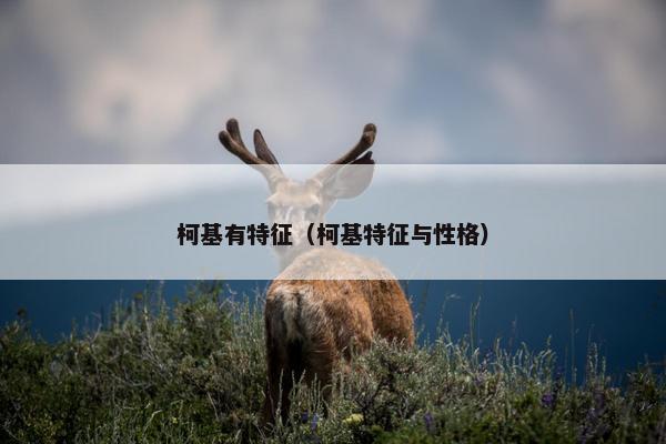 柯基有特征（柯基特征与性格）