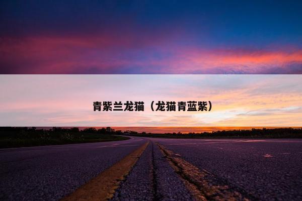 青紫兰龙猫（龙猫青蓝紫）
