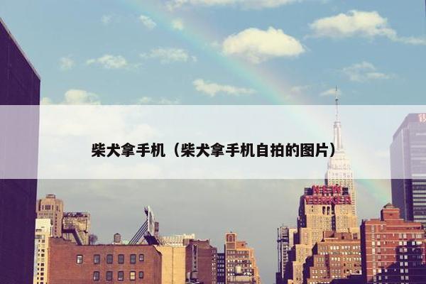 柴犬拿手机（柴犬拿手机自拍的图片）