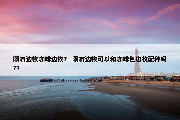 陨石边牧咖啡边牧？ 陨石边牧可以和咖啡色边牧配种吗?？