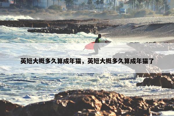 英短大概多久算成年猫，英短大概多久算成年猫了