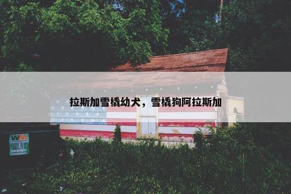拉斯加雪橇幼犬，雪橇狗阿拉斯加