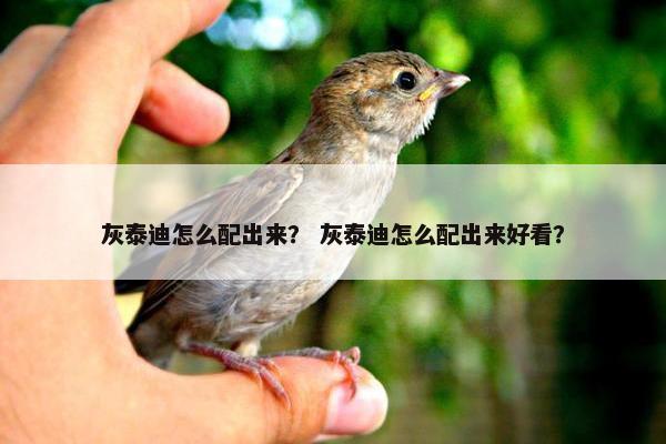 灰泰迪怎么配出来？ 灰泰迪怎么配出来好看？