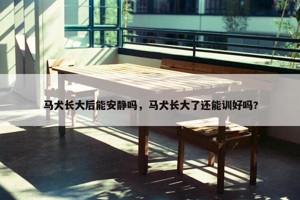 马犬长大后能安静吗，马犬长大了还能训好吗?