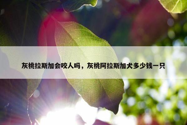 灰桃拉斯加会咬人吗，灰桃阿拉斯加犬多少钱一只