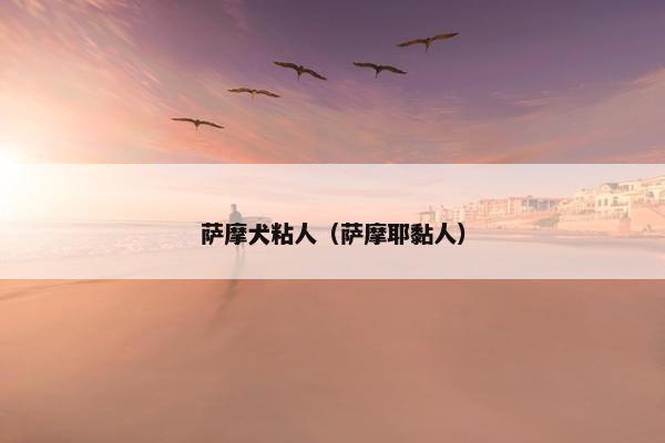 萨摩犬粘人（萨摩耶黏人）
