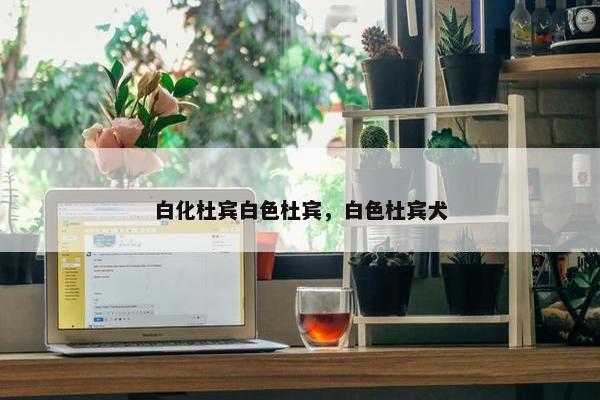 白化杜宾白色杜宾，白色杜宾犬