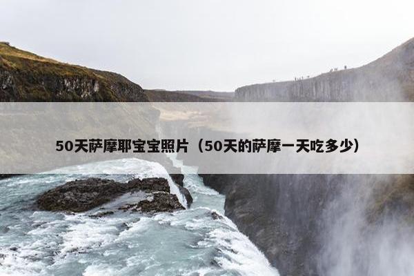 50天萨摩耶宝宝照片（50天的萨摩一天吃多少）