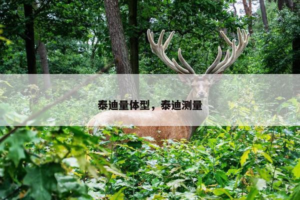 泰迪量体型，泰迪测量