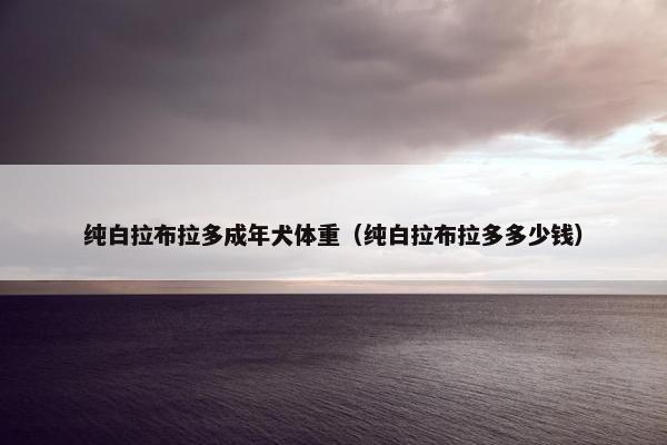 纯白拉布拉多成年犬体重（纯白拉布拉多多少钱）