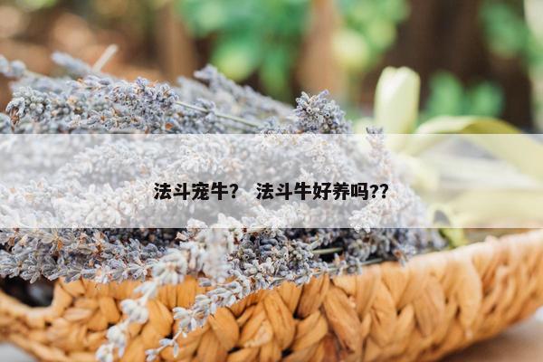法斗宠牛？ 法斗牛好养吗?？