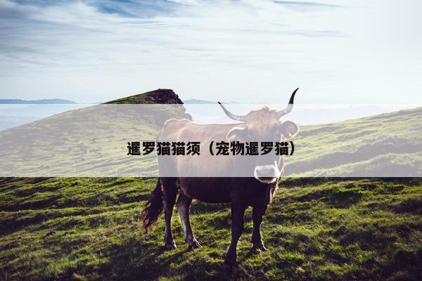 暹罗猫猫须（宠物暹罗猫）