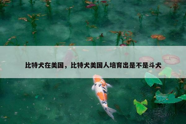 比特犬在美国，比特犬美国人培育出是不是斗犬