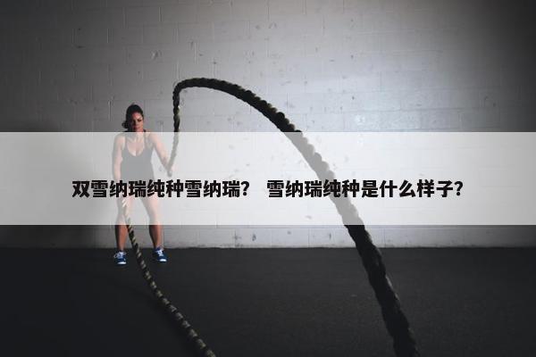 双雪纳瑞纯种雪纳瑞？ 雪纳瑞纯种是什么样子？