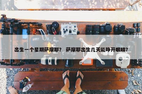 出生一个星期萨摩耶？ 萨摩耶出生几天能睁开眼睛？