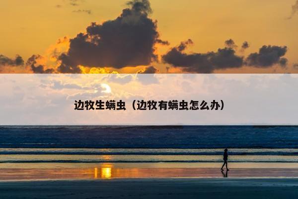 边牧生螨虫（边牧有螨虫怎么办）