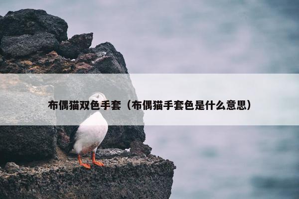 布偶猫双色手套（布偶猫手套色是什么意思）