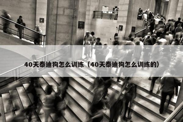 40天泰迪狗怎么训练（40天泰迪狗怎么训练的）
