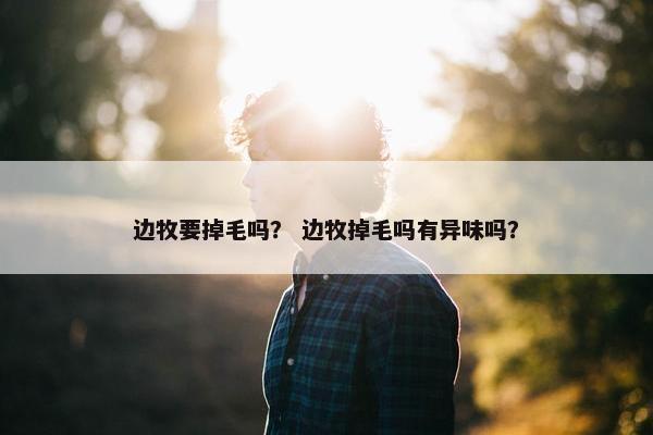 边牧要掉毛吗？ 边牧掉毛吗有异味吗？