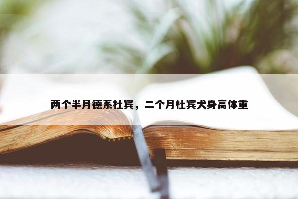 两个半月德系杜宾，二个月杜宾犬身高体重