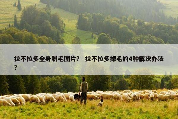 拉不拉多全身脱毛图片？ 拉不拉多掉毛的4种解决办法？