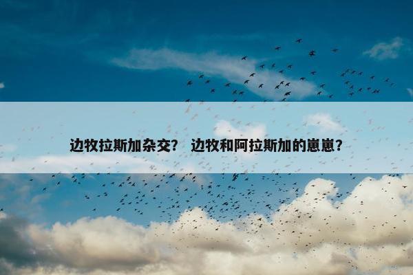 边牧拉斯加杂交？ 边牧和阿拉斯加的崽崽？