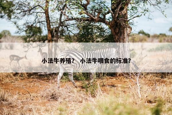 小法牛养殖？ 小法牛喂食的标准？