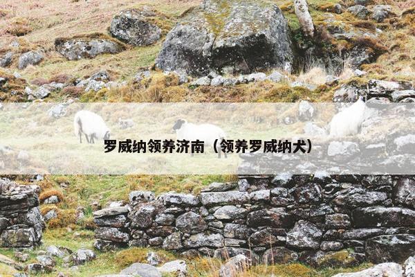 罗威纳领养济南（领养罗威纳犬）
