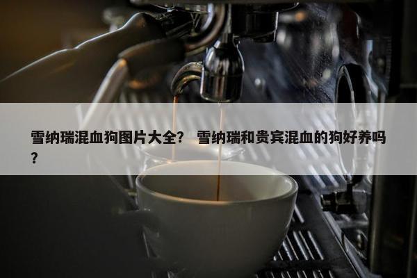 雪纳瑞混血狗图片大全？ 雪纳瑞和贵宾混血的狗好养吗？