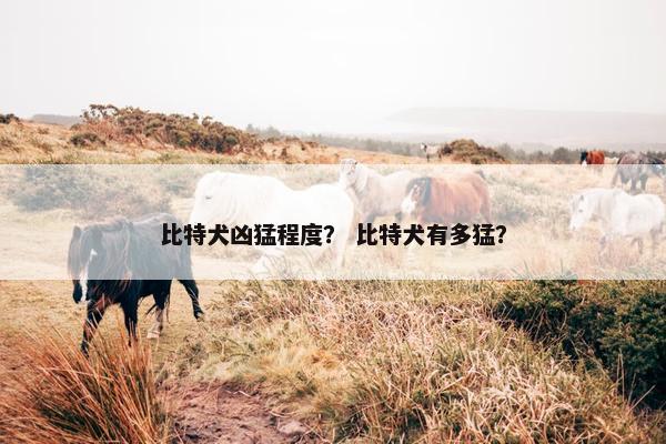 比特犬凶猛程度？ 比特犬有多猛？