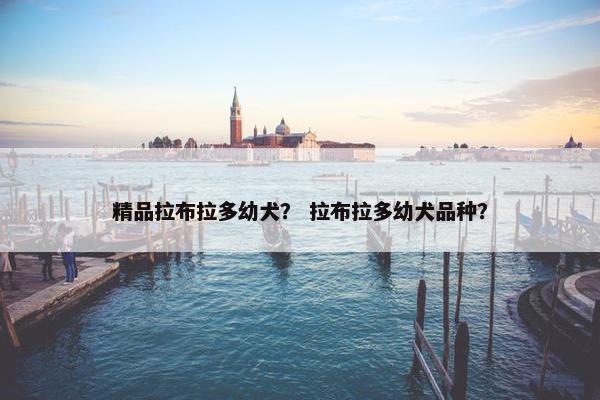 精品拉布拉多幼犬？ 拉布拉多幼犬品种？