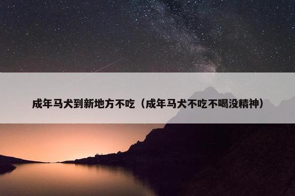 成年马犬到新地方不吃（成年马犬不吃不喝没精神）